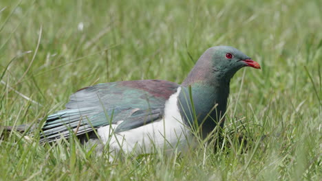 Kereru-Wood-Pigeon-Resting-On-Sunny-Green-Meadows-Near-Fox-Glacier,-West-Coast-Of-South-Island-New-Zealand