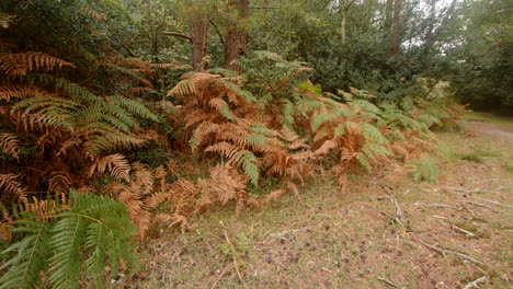 wide-shot-of-bracken,-Fern-dying-back-in-autumn-going-brown-in-the-new-forest