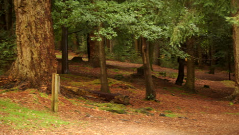 panning-shot-of-trees-in-a-New-Forest-on-a-slight-incline-hill