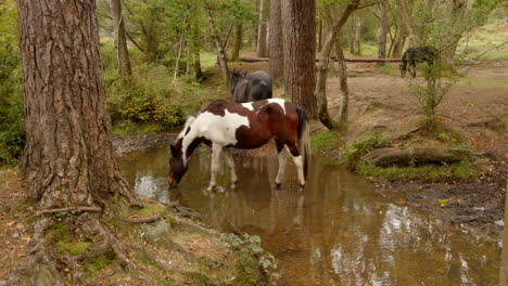 New-Forest-Pony-Trinkt-In-Einem-Waldbach-Im-New-Forest