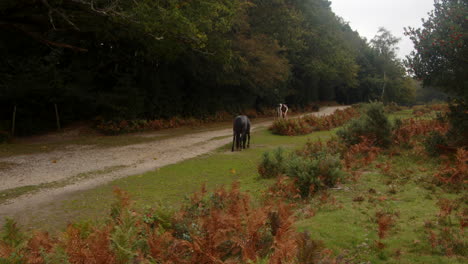 wide-shot-of-two-New-Forest-ponies-walking-away-down-a-dirt-track-in-the-New-Forest