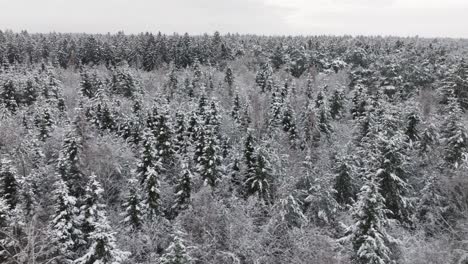 Aerial-view-of-a-snowy-forest-in-northern-germany
