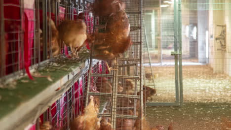 Time-lapse-of-hen-climbing-to-their-cages-inside-a-poultry-processing-factory