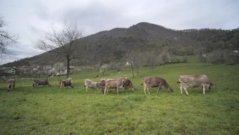 Amplia-Cámara-Lenta-Hacia-Delante-Con-Plataforma-Rodante-De-Vacas-Pastando-En-Pastos-Rurales-En-Primavera