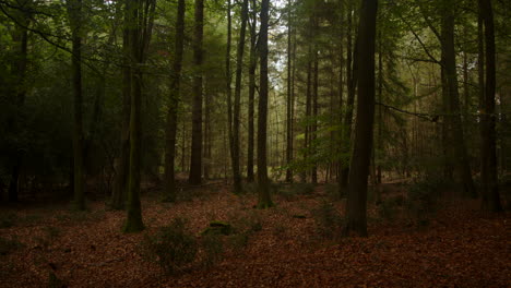 wide-shot-of-a-trees-inside-a-wood-forest-with-autumn-leaves-on-the-ground-in-the-New-Forest