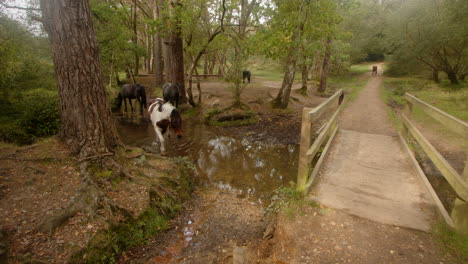 New-Forest-pony-walks-out-of-a-river-stream-and-out-of-frame-close-to-the-camera-in-the-New-Forest