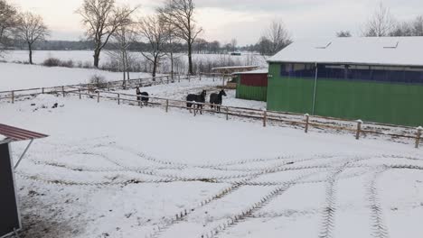 Aerial-view-of-a-snowy-farm-with-horses-in-northern-germany