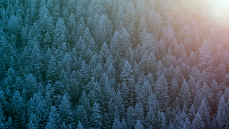 Colorado-Christmas-shaded-cool-blue-snowing-golden-hour-light-flares-below-freezing-frosted-first-snow-pine-tree-forest-Evergreen-Morrison-Denver-Mount-Blue-Sky-Evans-cinematic-aerial-drone-bird-view