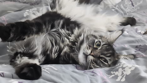 A-Monochrome-Video-Of-A-Black-And-Grey-Main-Coon-Cat-Lying-And-Twisting-On-A-Bed