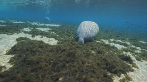 Manatee-laying-on-natural-spring-floor