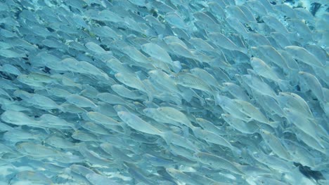 Schule-Gestreifter-Bassfische,-Die-In-Klarer,-Blauer-Wasserzeitlupe-In-Den-Florida-Springs-Schwimmen