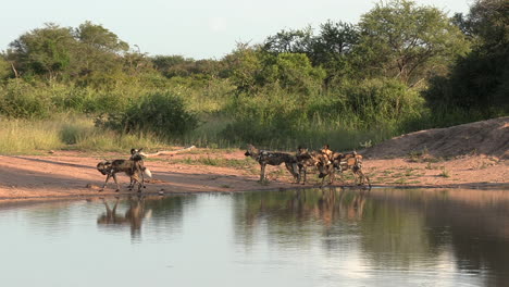 Ein-Rudel-Afrikanischer-Wildhunde-Und-Ihre-Spiegelungen-In-Einem-Wasserloch-In-Südafrika