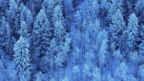 Colorado-Christmas-shaded-cool-blue-Rocky-Mountains-below-freezing-frosted-first-snow-aspen-trees-forest-Evergreen-Morrison-Denver-Mount-Blue-Sky-Evans-cinematic-aerial-drone-circle-right-motion