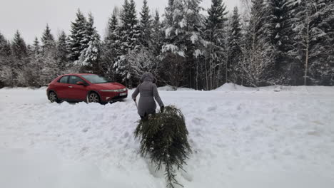 Woman-dragging-a-Christmas-tree-to-the-car-after-cutting-it-down-in-the-forest