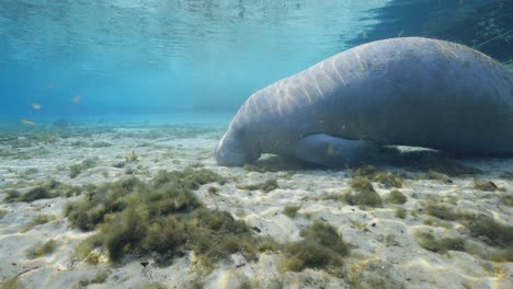 Baby-Manatee-calf-sleeping-on-natural-spring-bottom-in-the-Florida-Springs
