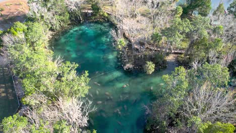 Aerial-ascent-of-Manatee-herd-in-natural-spring-water