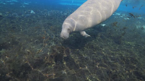Manatee-swimming-in-clear-blue-water-in-the-Florida-Springs