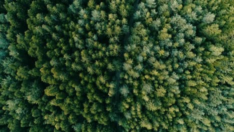 Lonely-road-leads-through-dense-forest-with-trees-in-different-shades-of-green,-drone-aerial-top-view
