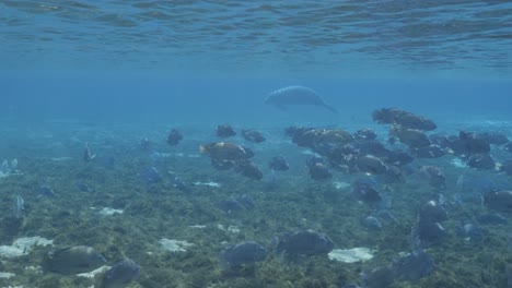 Blauer-Kiemenfischschwarm-Zeigt-Einsame-Seekühe,-Die-Im-Natürlichen-Quellwasser-Der-Florida-Springs-Schwimmen