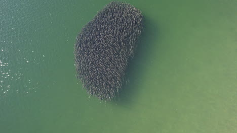 Close-up-drone-shot-of-bait-ball-formed-in-clear-ocean-waters,-aerial-shot-of-school-of-fish