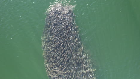 Aerial-shot-of-bait-ball-formed-in-clear-ocean-waters,-close-up-drone-shot-of-school-of-fish