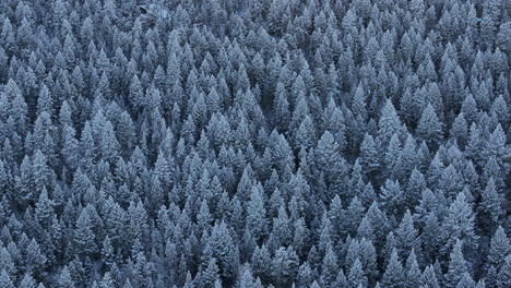 Colorado-Christmas-shaded-cool-blue-Rocky-Mountains-snowing-below-freezing-frosted-first-snow-pine-tree-forest-Evergreen-Morrison-Denver-Mount-Blue-Sky-Evans-cinematic-aerial-drone-jib-down-motion