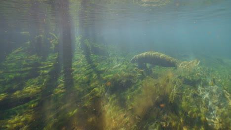 Manatee-swimming-along-lush-algae-ocean-floor-at-Manatee-Springs-State-Park
