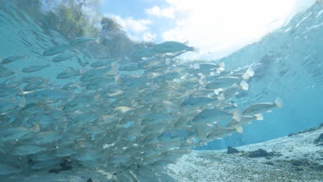Schule-Gestreifter-Bassfische-Im-Tropischen-Blauen-Quellwasser