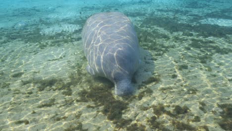 Manatee-laying-on-sand-bottom-of-clear-blue-water-in-the-Florida-Springs