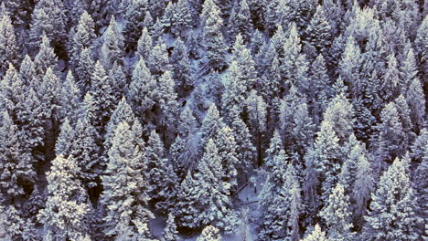 Colorado-Christmas-shaded-cool-blue-Rocky-Mountains-snowing-below-freezing-frosted-first-snow-pine-tree-forest-Evergreen-Morrison-Denver-Mount-Blue-Sky-Evans-cinematic-aerial-drone-left-slide-motion