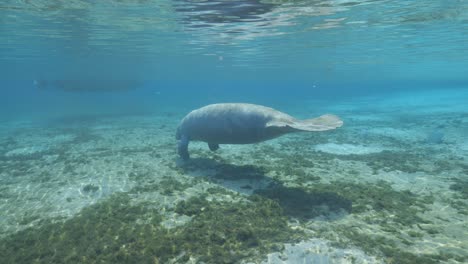 Manatee-swimming-to-bottom-in-the-Florida-Springs