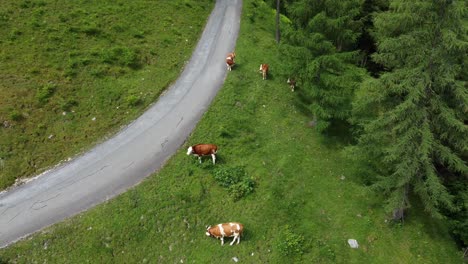 Several-cows-standing-on-a-green-field-next-to-a-road-in-the-Alps-in-Lofer,-Austria