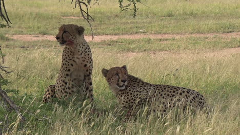 Two-cheetah-brothers,-one-is-feeding-while-the-other-surveys-the-surroundings