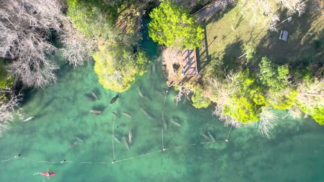 Aerial-descent-of-manatee-herd-in-manatee-zone-natural-spring