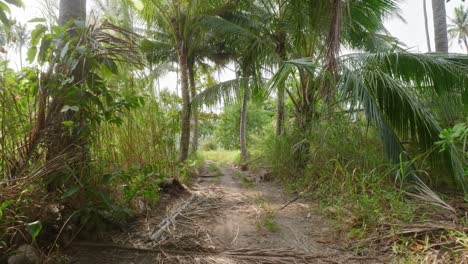 Beautiful-green-pathway-wild-jungle-forest-scenic-trail