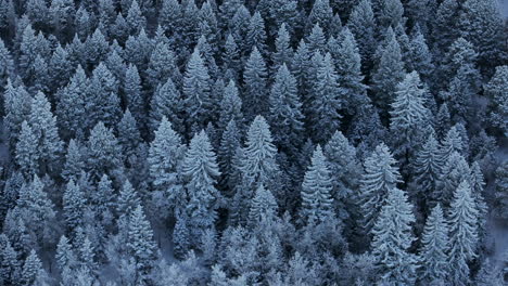 Colorado-Christmas-shaded-cool-blue-Rocky-Mountains-snowing-below-freezing-frosted-first-snow-pine-tree-forest-Evergreen-Morrison-Denver-Mount-Blue-Sky-Evans-cinematic-aerial-drone-circle-right-motion