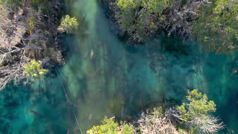 Aerial-view-of-Manatee-herd-in-natural-spring-golden-hour