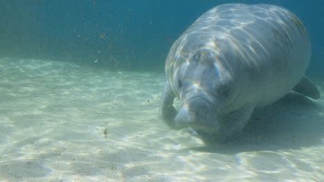 Manatee-floating-on-bottom-of-sand-bed-in-the-Florida-Springs