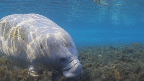 Manatee-on-bottom-of-blue-water-with-algae-in-the-Florida-Springs
