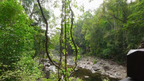 Pequeño-Arroyo-Entre-árboles-Tropicales-En-El-Bosque-Tropical-Verde