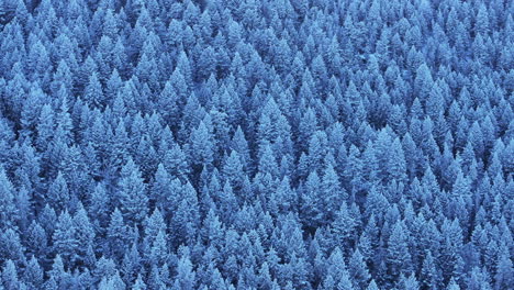 Colorado-Christmas-shaded-cool-blue-Rocky-Mountains-snowing-below-freezing-frosted-first-snow-pine-tree-forest-Evergreen-Morrison-Denver-Mount-Blue-Sky-Evans-cinematic-aerial-drone-to-the-right-motion