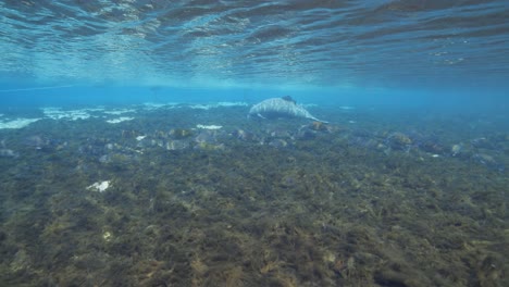 Seekuh-Unter-Klaren-Blauen-Wellenwellen-In-Den-Florida-Springs-Mit-Blauen-Kiemenfischen