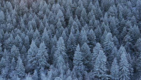 Colorado-Christmas-shaded-cool-blue-snowing-below-freezing-frosted-first-snow-pine-tree-forest-Evergreen-Morrison-Denver-Mount-Blue-Sky-Evans-cinematic-aerial-drone-to-the-right-movement