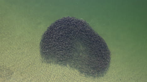 Close-up-aerial-shot-of-bait-ball-formed-in-clear-ocean-waters,-drone-shot-of-school-of-fish
