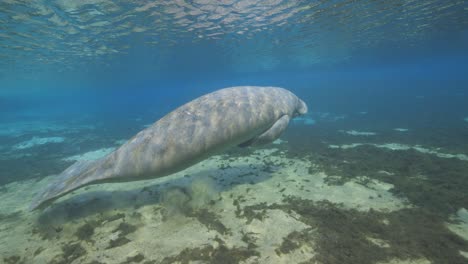 Manatee-pushing-off-of-sand-bottom-taking-a-breath-of-air-n-the-Florida-Springs