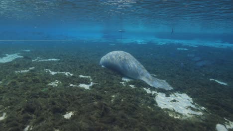 Manatee-laying-on-shallow-natural-spring-bottom-with-algae