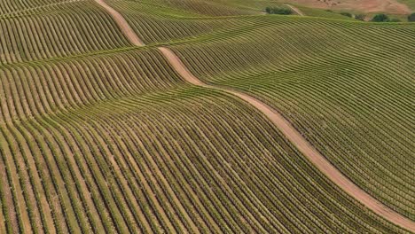 Vineyard-with-rows-of-grape-vines-over-rolling-hills-near-Paso-Robles,-California---aerial