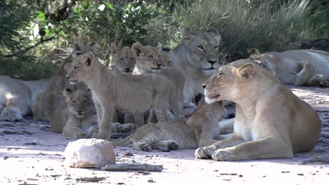 Stolz-Weiblicher-Löwen,-Die-Mit-Ihren-Jungen-In-Der-Afrikanischen-Wildnis-Ruhen