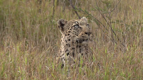 Heimlicher-Leopard,-Der-Im-Hohen-Gras-Der-Afrikanischen-Wildnis-Liegt