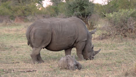 Madre-Rinoceronte-Y-Cría-En-La-Sabana-De-África.
